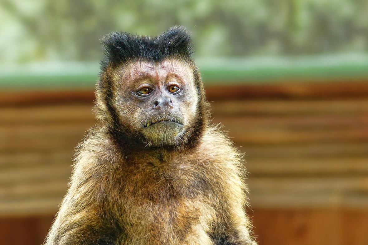 affe-tierrechtsorganisation-zeigt-ingolstaedter-zoo-wasserstern-an