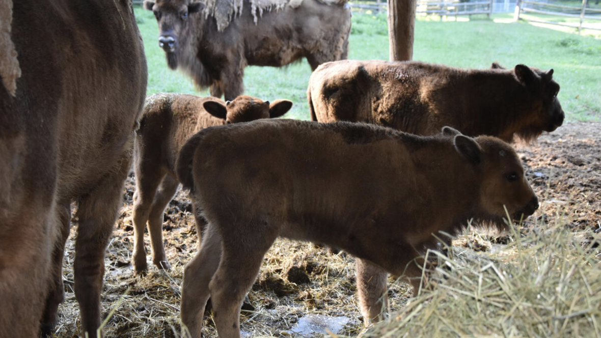 baby-wisent-stadt-ingolstadt