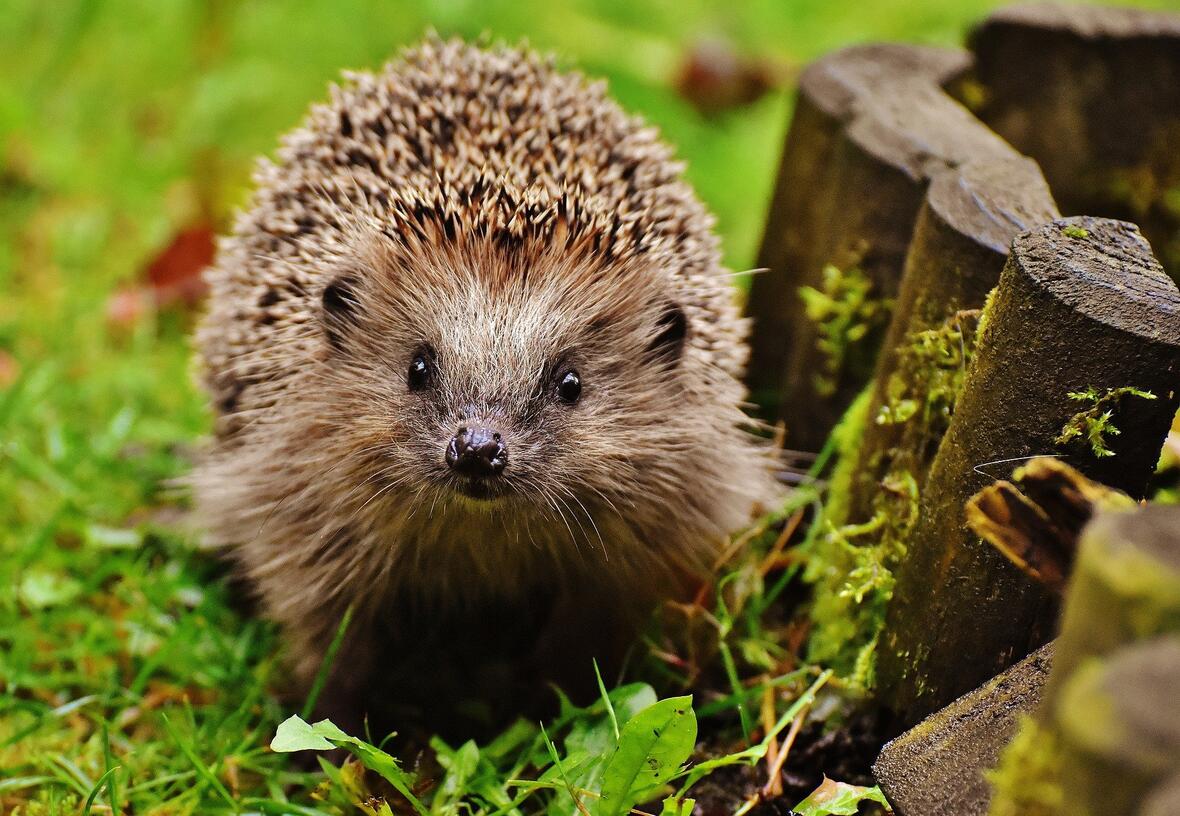 igel-ueberwintern